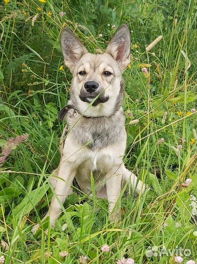 Щенки метисы овчарки