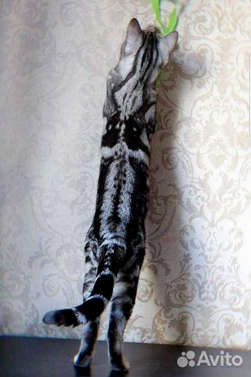 Шотландский кот с документами. Вязка