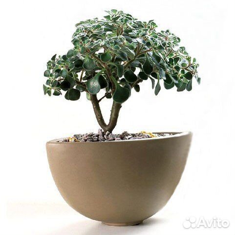 Аихризон распростертый, Дерево любви