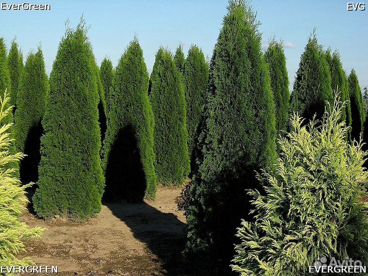 Туя екстра класса