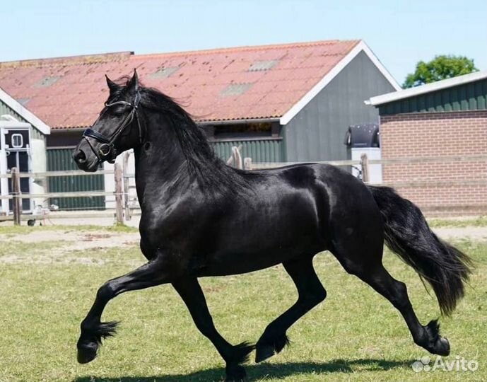 Продажа лошадей