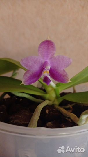 Mituo Purple Dragon Blue Round KS Blue Luedde