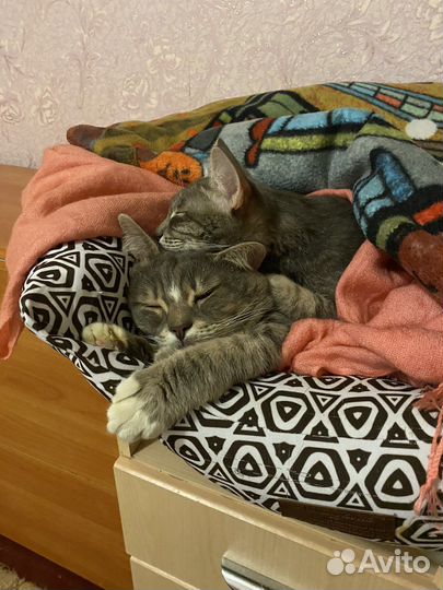 Кошки в добрые руки даром