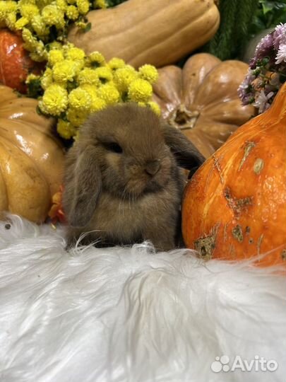 Ручные кролики мини
