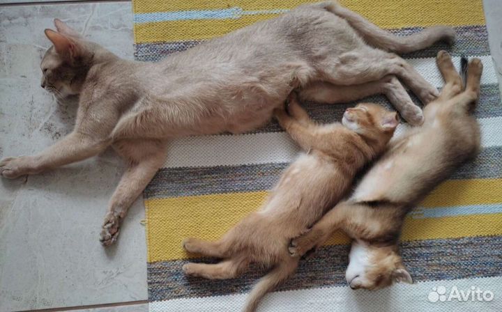Котик