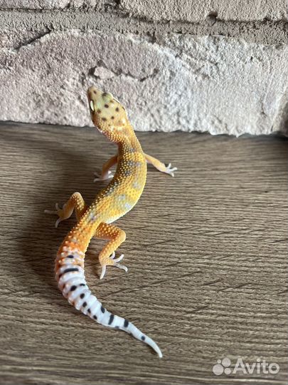Геккон эублефар ящерица