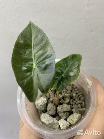 Алоказия детки