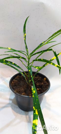 Кодиеум кротон