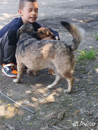 Пёсик ждёт своего хозяина