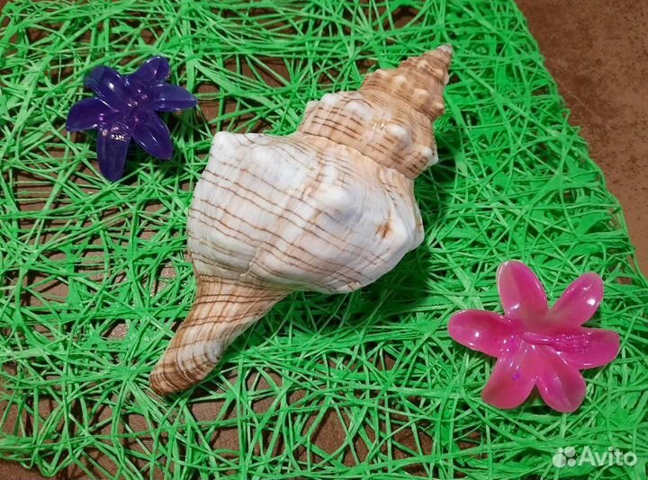 Морская ракушка раковина