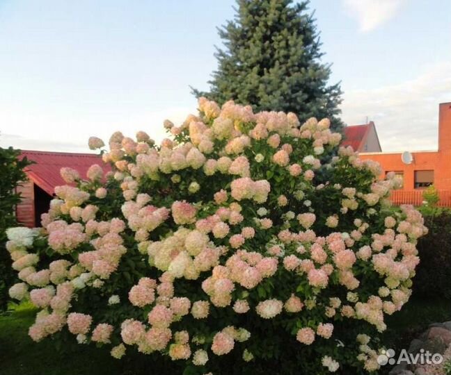 Гортензия метельчатая