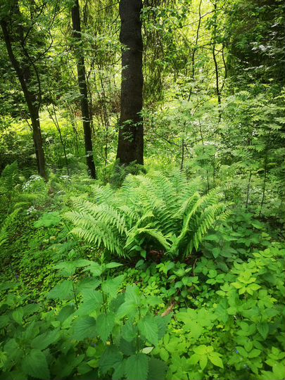 Участок 32 сот. (ИЖС)