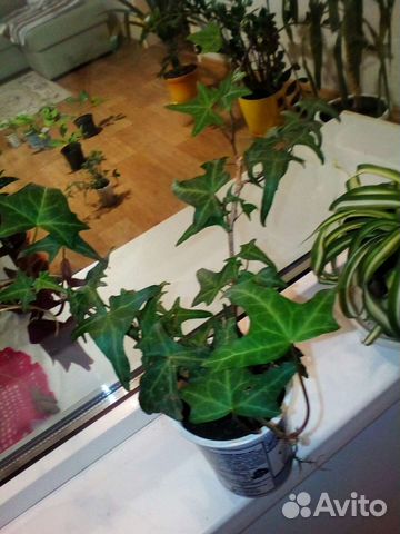 Плющ обыкновенный