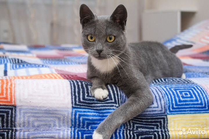 Кот Алехандро