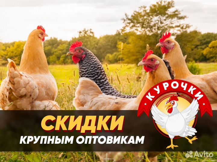 Курочки несушки фермерские