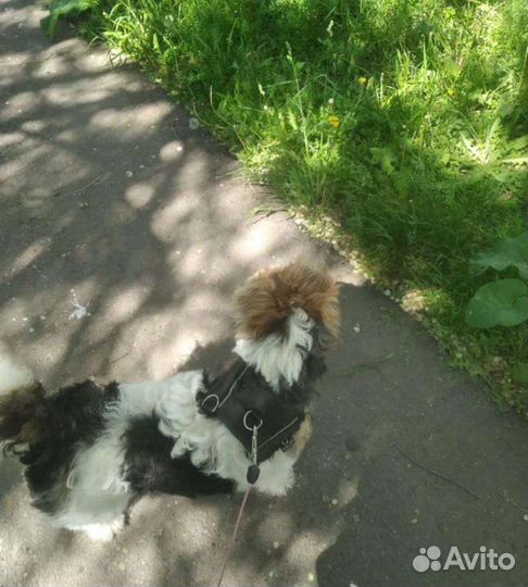 Выгул собак