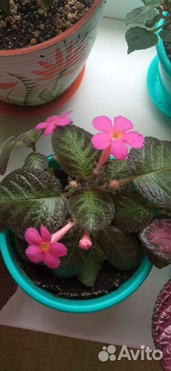 Эписции,бегония,кливия,стрептокарпус, хойя