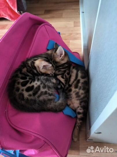 Бенгальские котята