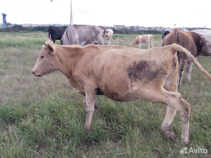 Корова телка