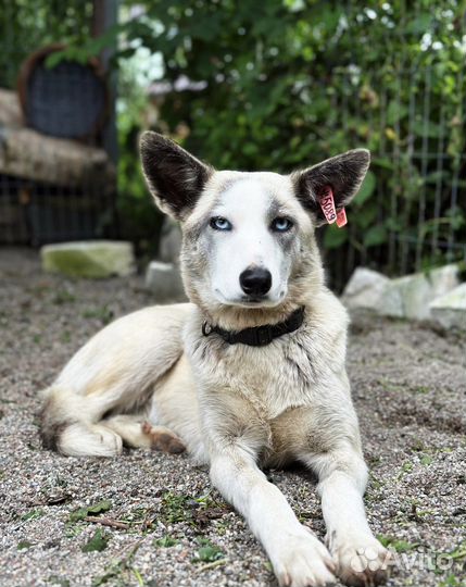 Девочка в добрые руки