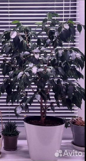 Фикус бенджамина плетеный