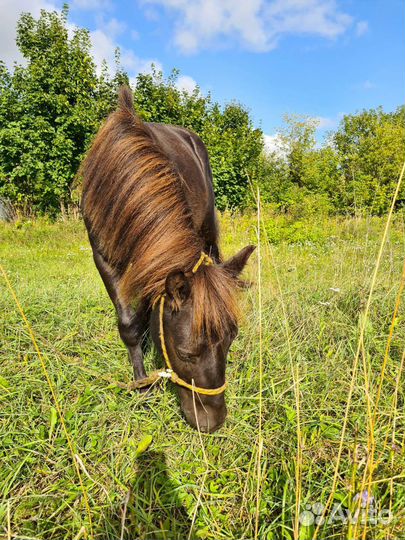 Лошадь пони