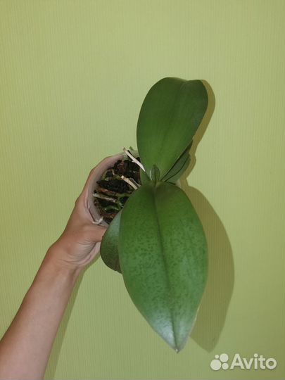 Орхидея фаленопсис парфюмерная фабрика