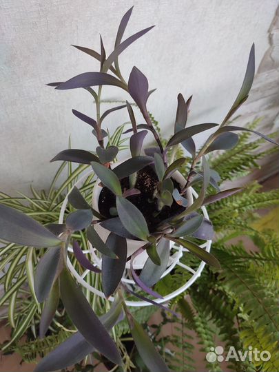 Традесканция