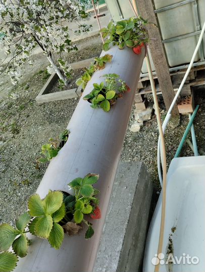 Грядка для клубники