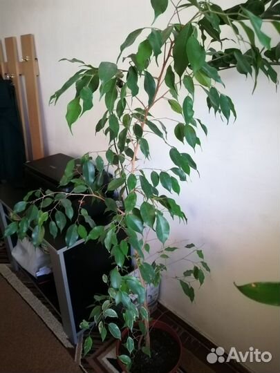 Фикус бенджамина
