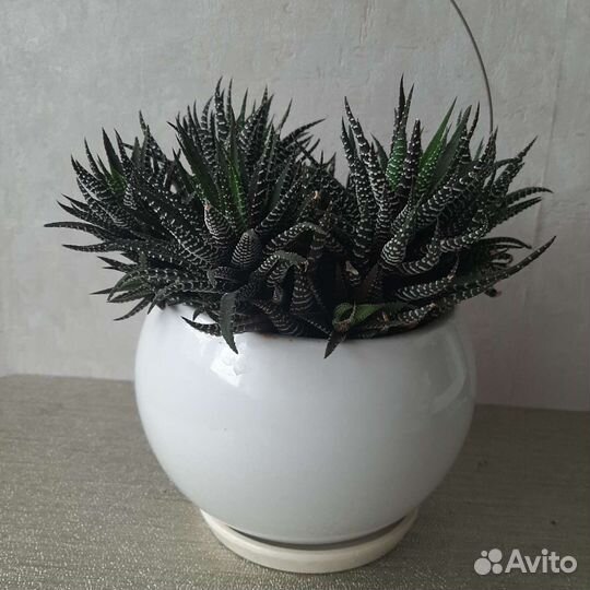 Кактусы и суккуленты