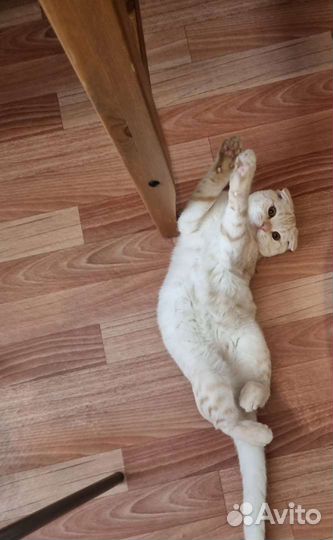 Кот на вязку