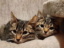 Полосато-пятнистые котята