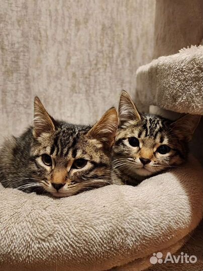 Полосато-пятнистые котята
