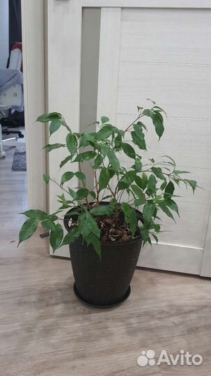 Фикус бенджамина