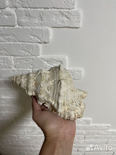 Ракушка морская большая