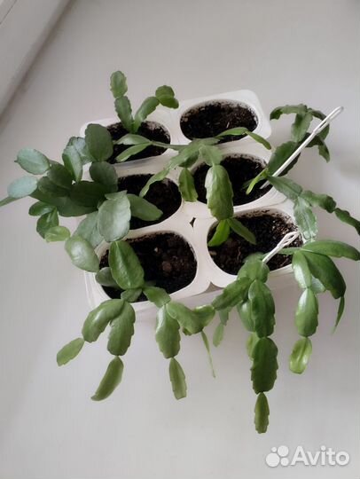 Рипсалидопсис