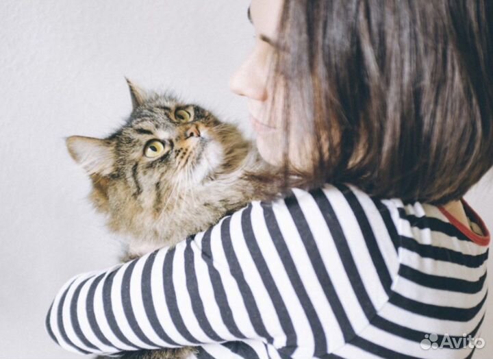 Передержка кошек