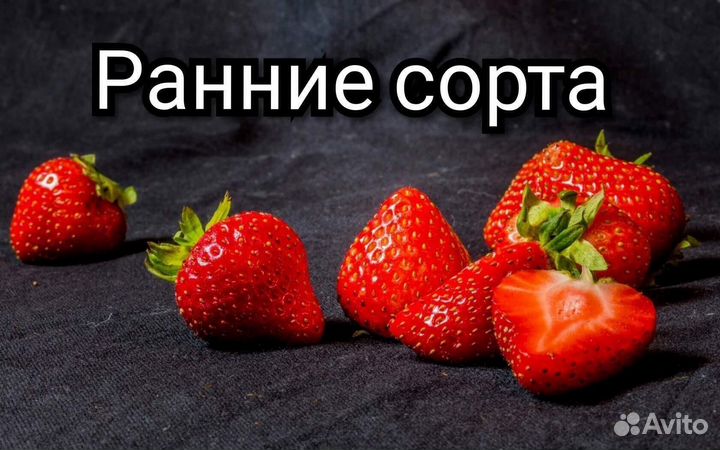 Рассада Саженцы Клубники