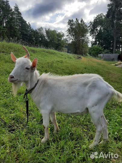 Козел Зааненский Вязка