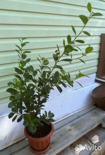 Фикус макламе