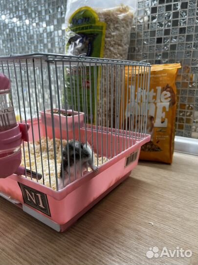 Джунгарский хомяк с коеткой