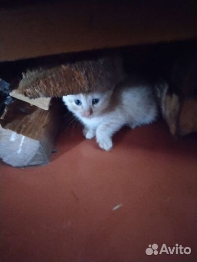 Милые котятки