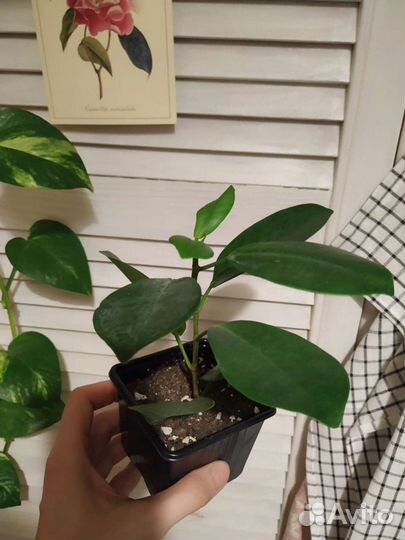 Фикус микрокарпа