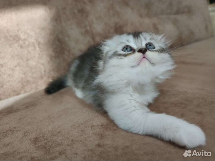 Шотландские котята