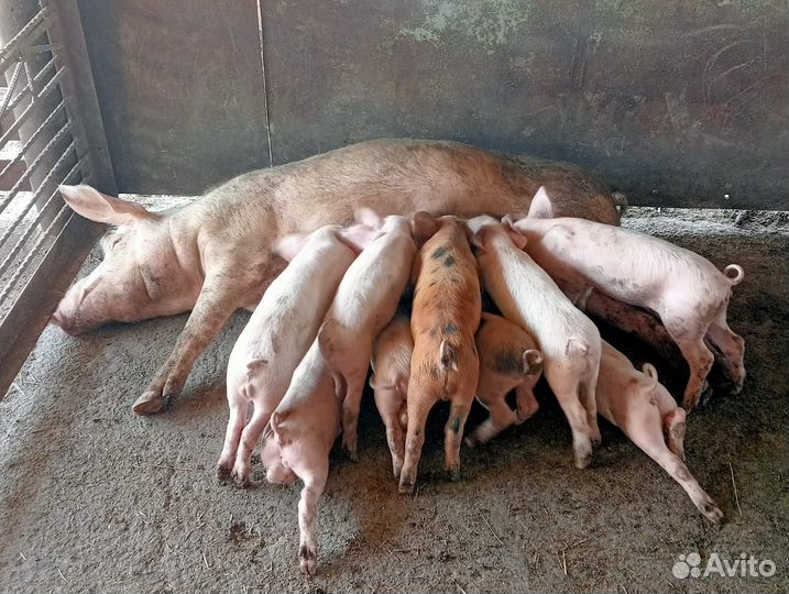 Поросенок Ливенской мясо-сальной породы
