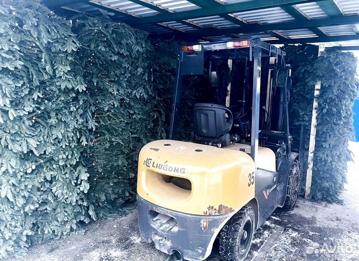 Ель Премиум Банчи Нордмана с доставкой