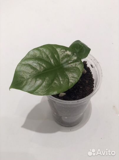 Алоказии детки