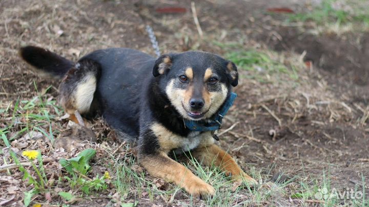 Собака в добрые руки