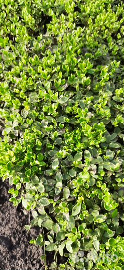 Цветы многолетники